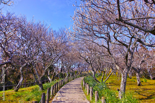 田浦梅林の風景