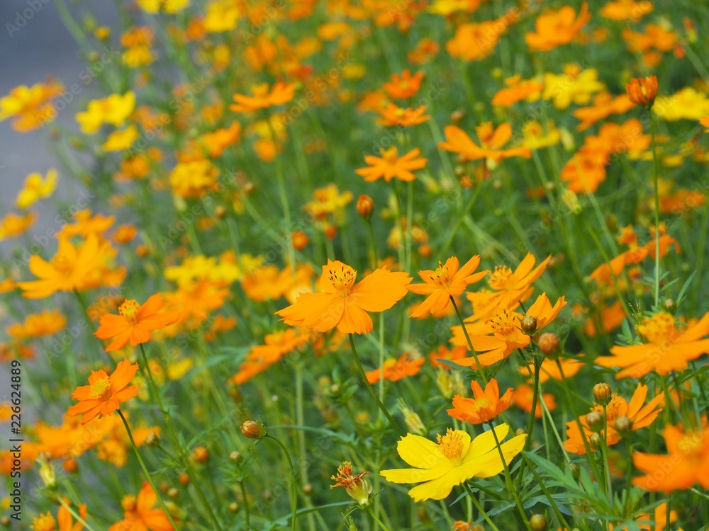 Many Mexican Aster or Yellow Cosmos Flower are on the sidewalk. The name of science is Cosmos bipinnatus Many Mexican Aster or Yellow Cosmos Flower are on the sidewalk. The name of science is Cosmos bipinnatus
