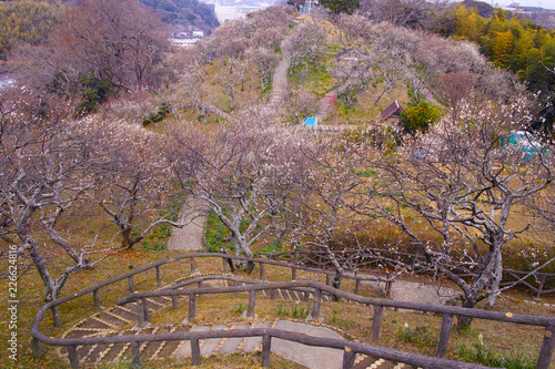 田浦梅林の風景