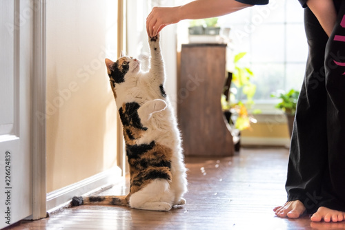 One calico cat standing up on hind legs, begging, picking, asking food, meat in living room, doing trick with front paw, claws with woman hand holding treat