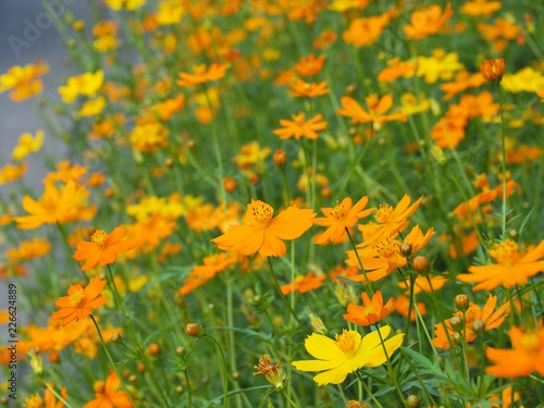 Many Mexican Aster or Yellow Cosmos Flower are on the sidewalk. The name of science is Cosmos bipinnatus © Thongchai