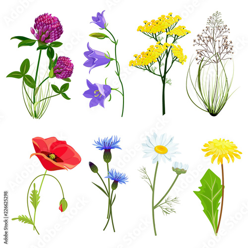 Wildflowers and herbs. Botanical set with anise meadow buttercup vector collection in cartoon style. Botanical flower, wild floral blossom illustration