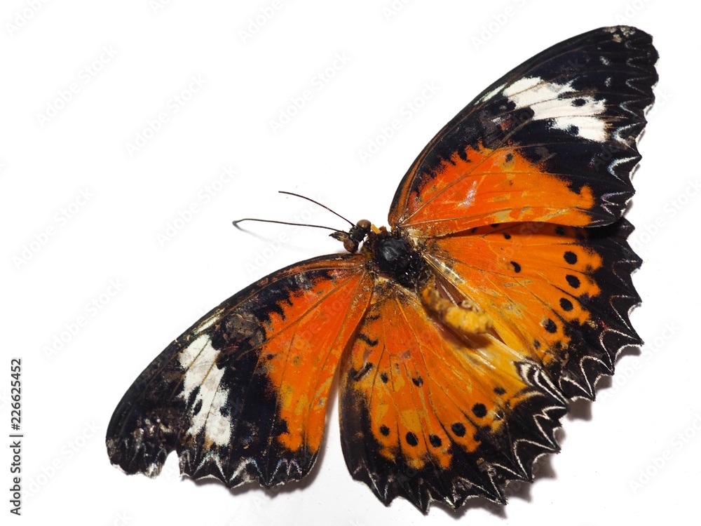 Dead orange butterfly On a white background Dead orange butterfly On a white background