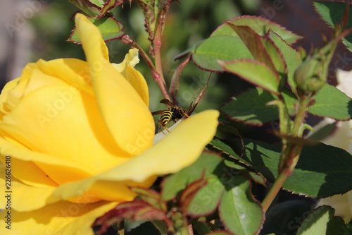 wasp on a rose