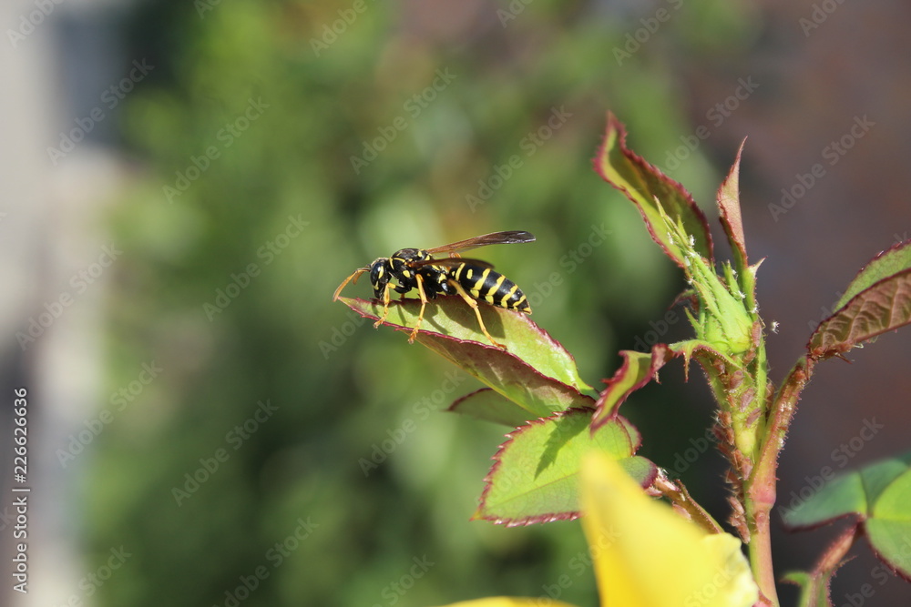 wasp on a flower wasp on a flower