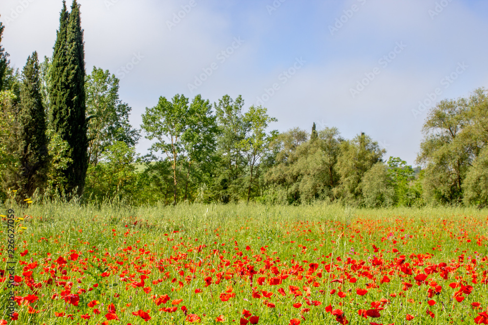 Poppies in Tuscany