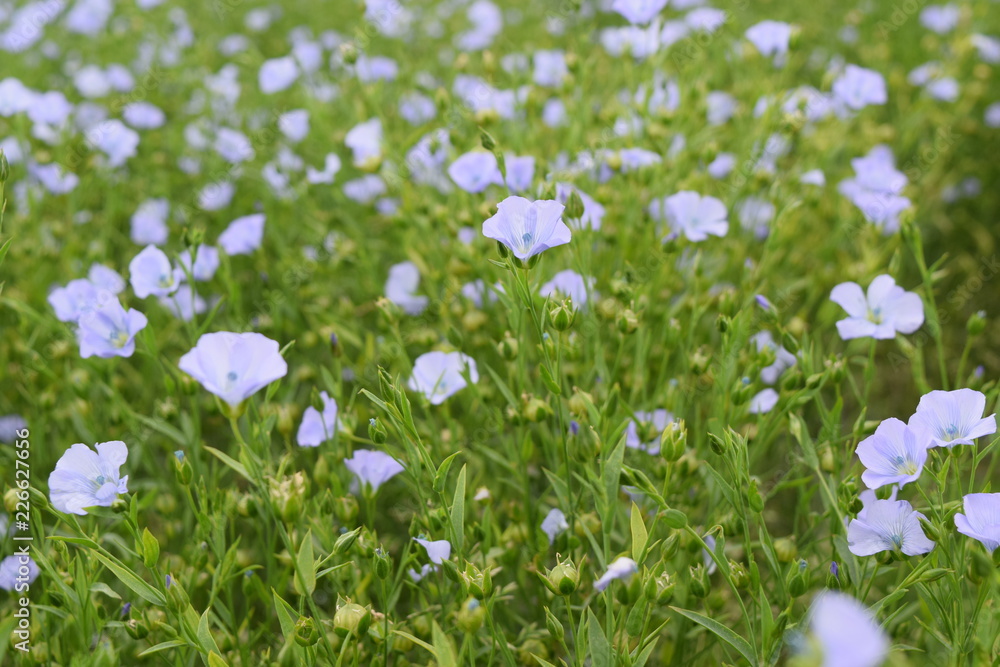 Linseed Linseed