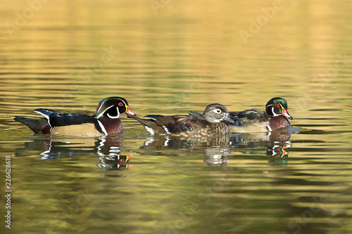 Two males and a female wood duck.