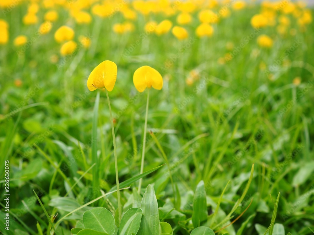 Obraz premium Pinto peanut and scientific name Arachis pintoi. Yellow flowers Originated in Brazil. The name is officially. 