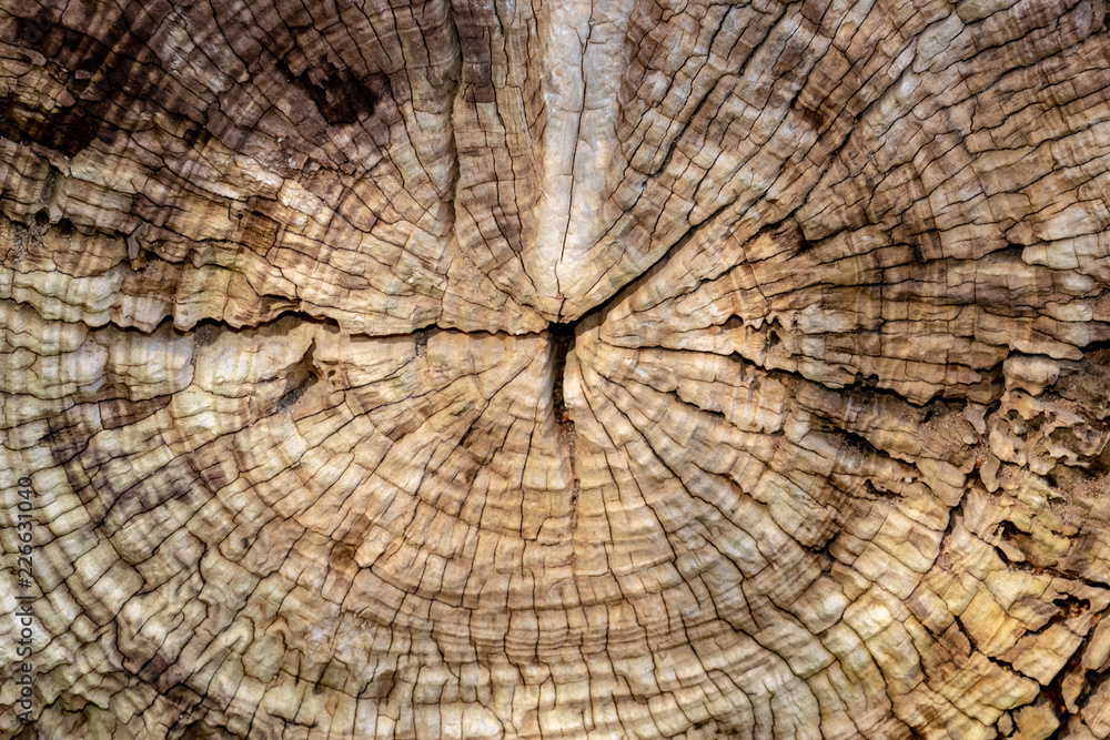 Fototapeta premium texture of tree stump