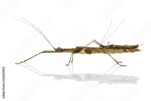 Image of a siam giant stick insect and stick insect baby on white background. Insect Animal. © yod67