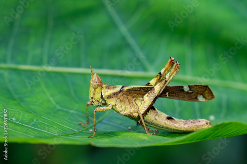 Image of Conjoined Spot Monkey-grasshopper (female), Erianthus serratus on green leaves. Insect Animal photo