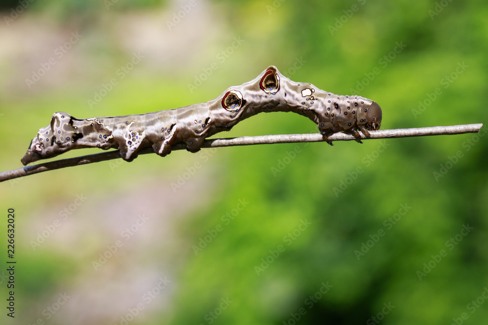 Image of brown caterpillar on a branch. Insect. Animal Image of brown caterpillar on a branch. Insect. Animal