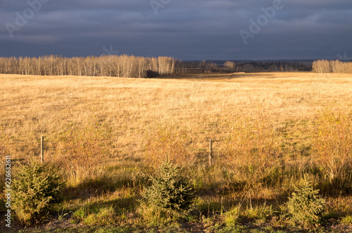 Golden Fields of Autumn