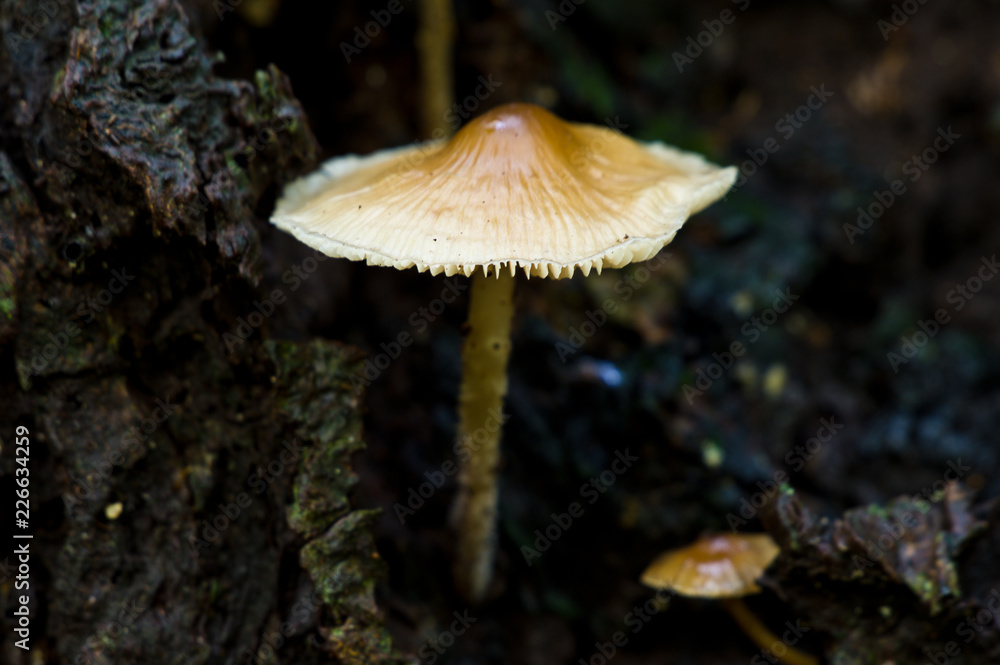 Fototapeta premium Mushroom