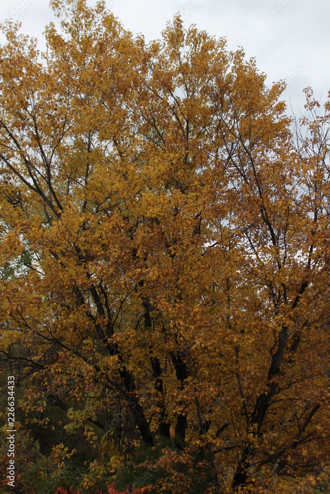 yellow fall tree yellow fall tree