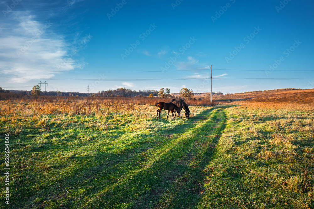 Obraz premium Autumn landscape. Western Siberia, Russia