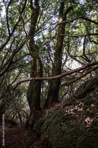 Anaga national park vegetation