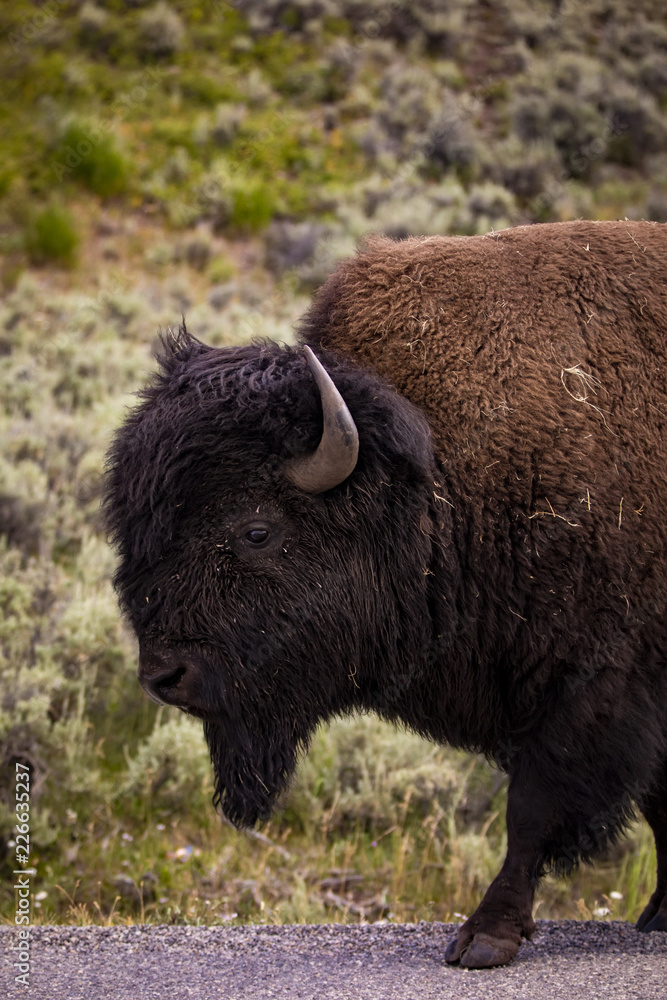 Bison in Yellowstone National Park's Lamar Valley Bison in Yellowstone National Park's Lamar Valley