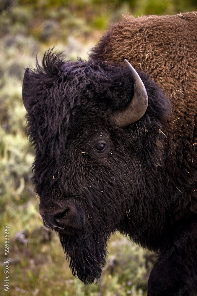 Bison in Yellowstone National Park's Lamar Valley Bison in Yellowstone National Park's Lamar Valley