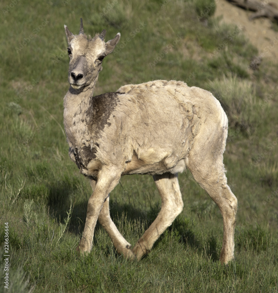 Mountain Goat Mountain Goat