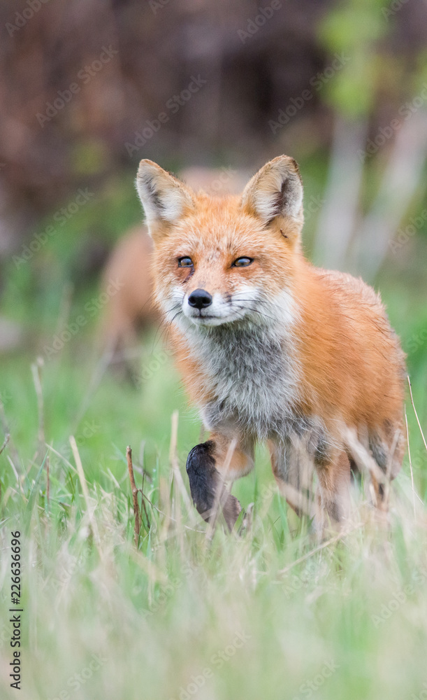 Red fox family