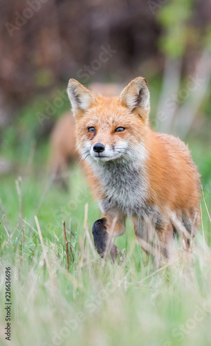 Red fox family © Jillian