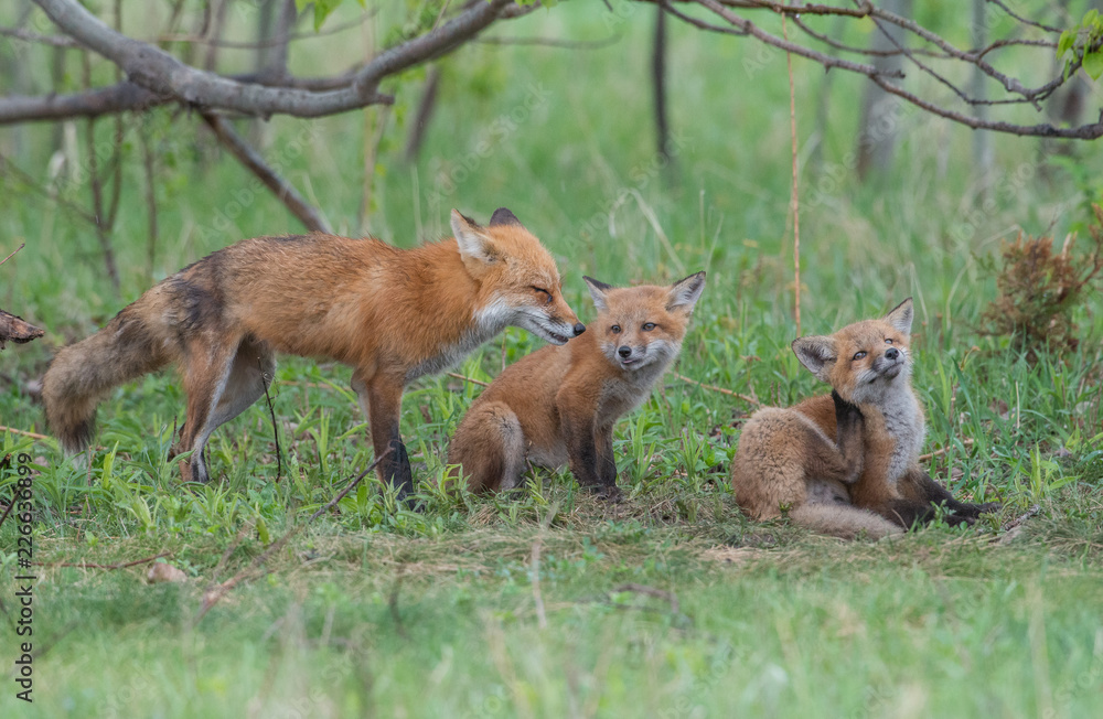 Red fox family