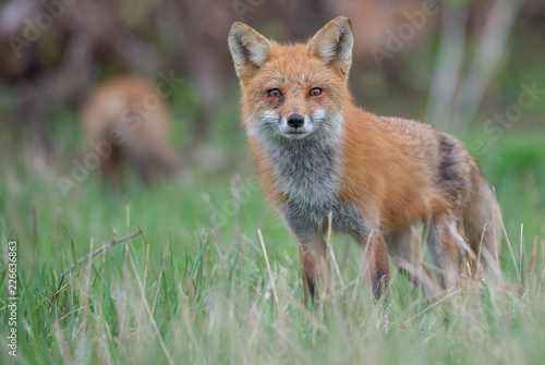 Red fox family © Jillian