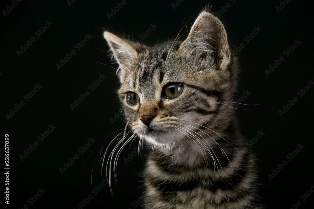 portrait of a cat