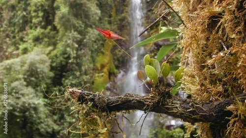 Wallpaper Mural Micro-Orchid (Lepanthes pastoensis) flowering in Andean cloudforest. A waterfall in the background. The leaves are 1cm in length. At 3,000m altitude in the Rio Pita Valley near Quito, Ecuador. Torontodigital.ca