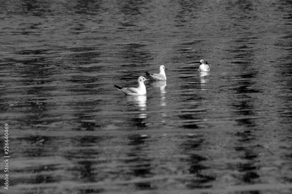 Bird in flight Bird in flight