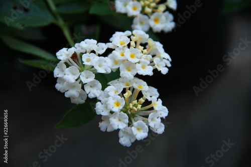 White lantana