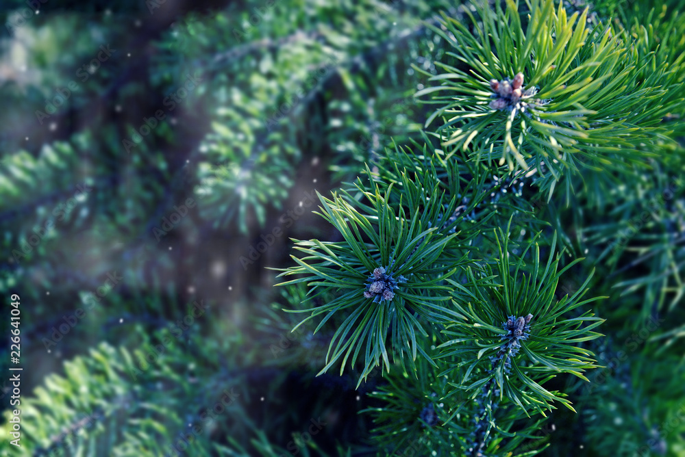 Tree branches under the snow. Christmas background with Christmas tree branches and snow. Winter Tale