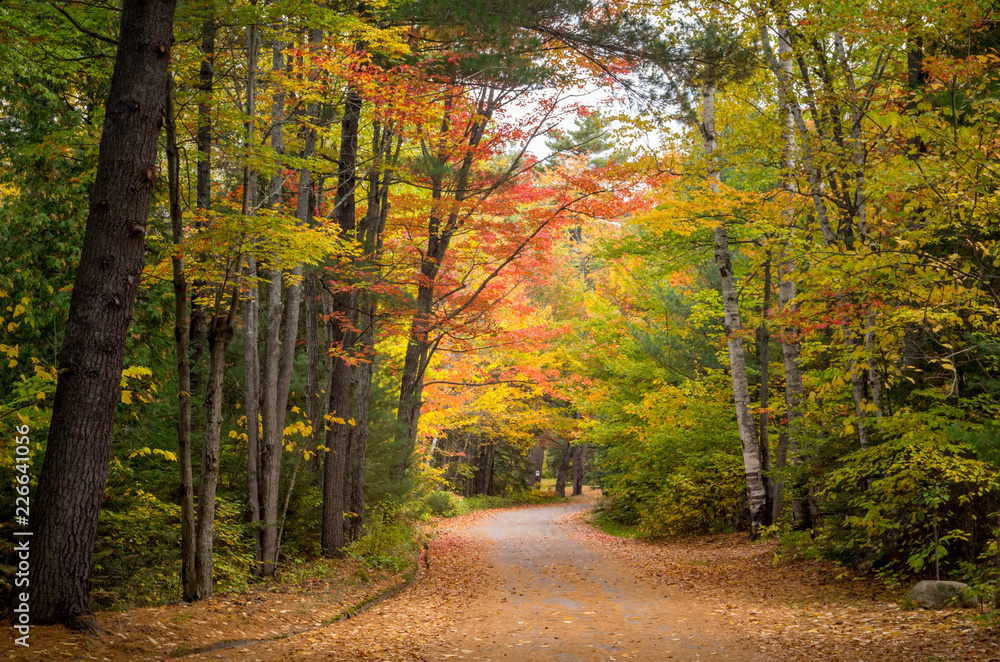 Obraz premium Roadway Through Colorful Autumn Forest