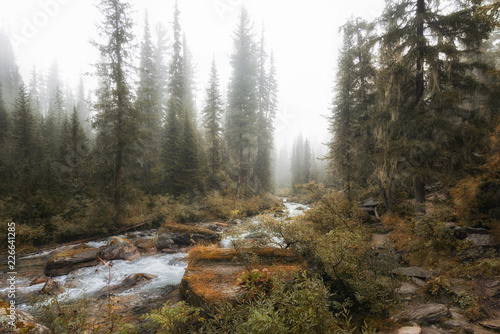 river in the forest