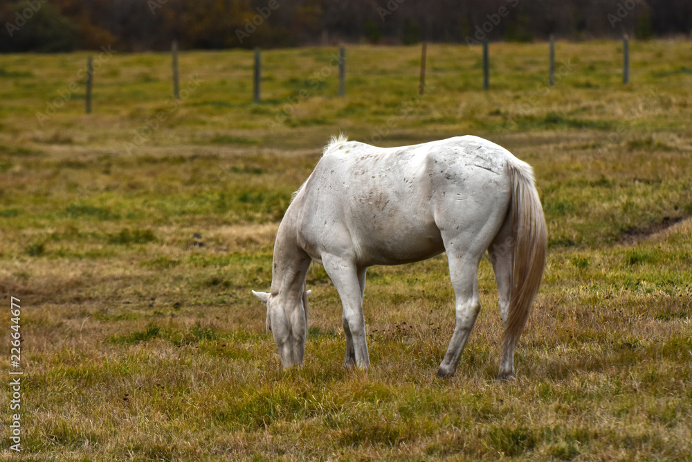 White Stallion Horse Grazing