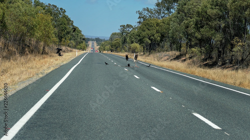 Birds Eating Highway Animal Carcass