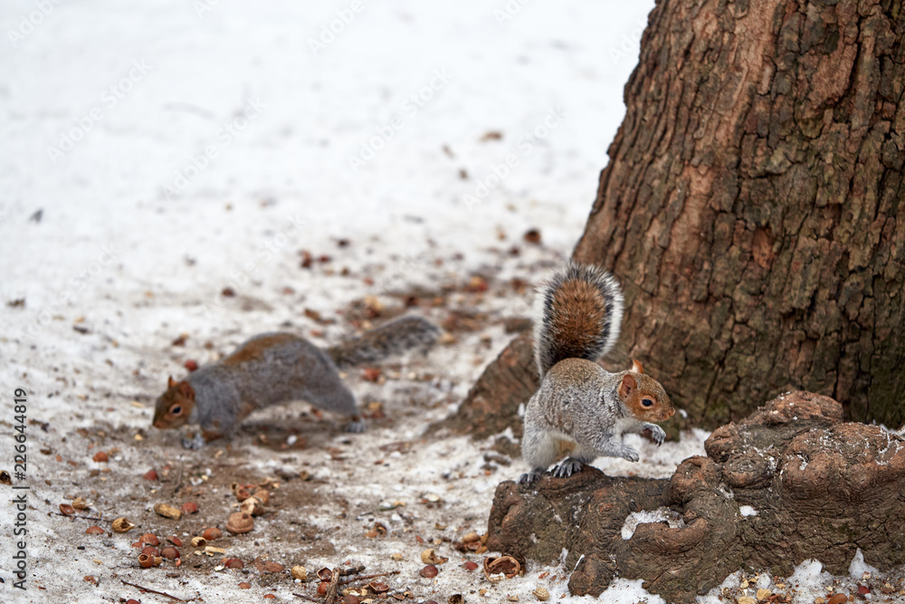 couple of squirrels eating hazelnuts in the snow couple of squirrels eating hazelnuts in the snow