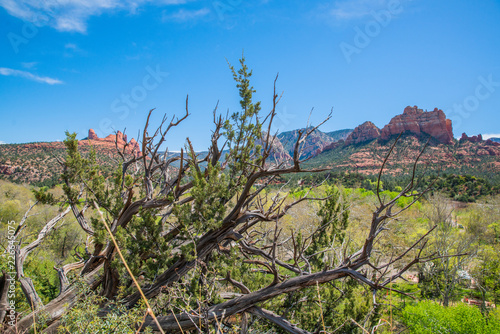 Obraz na płótnie Landscape in Sedona