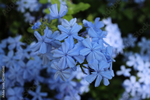 Plumbago auriculata