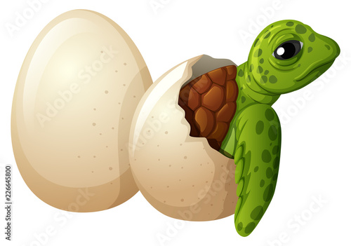 Valokuvatapetti Baby turtle hatchling egg