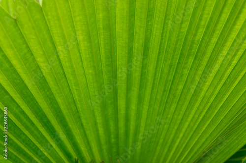 Ruffled fan palm leaf texture nature background