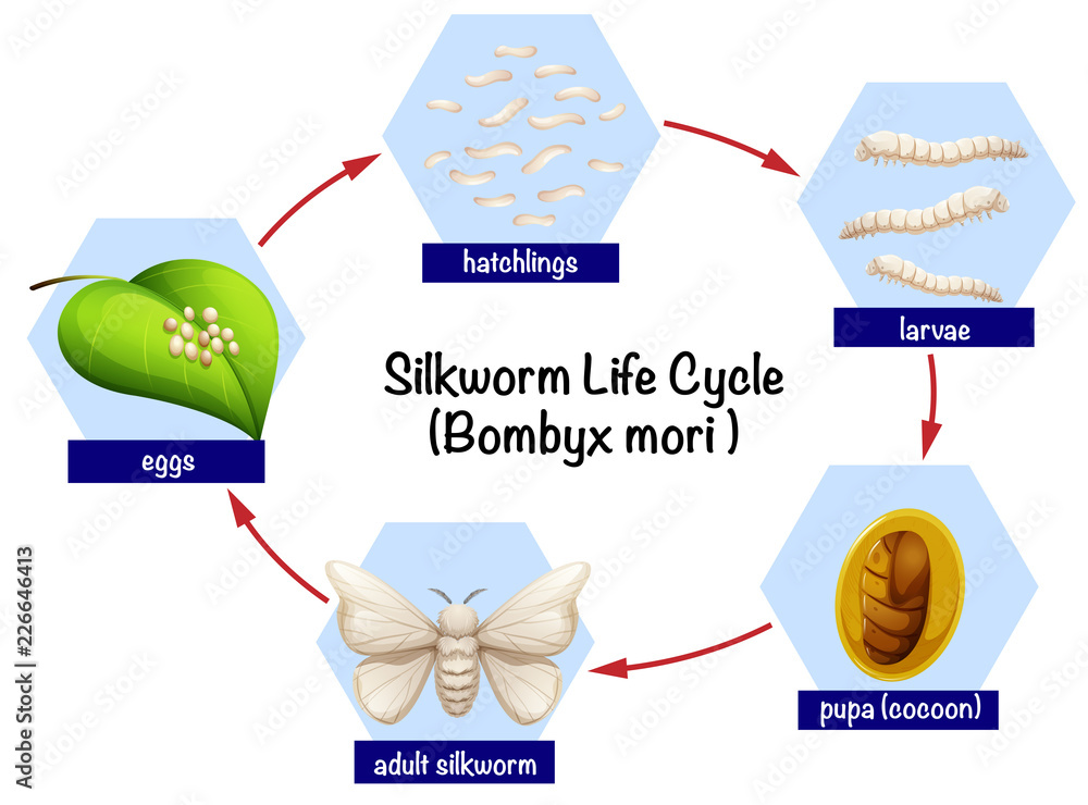 Obraz na plátně Science silkworm life cycle