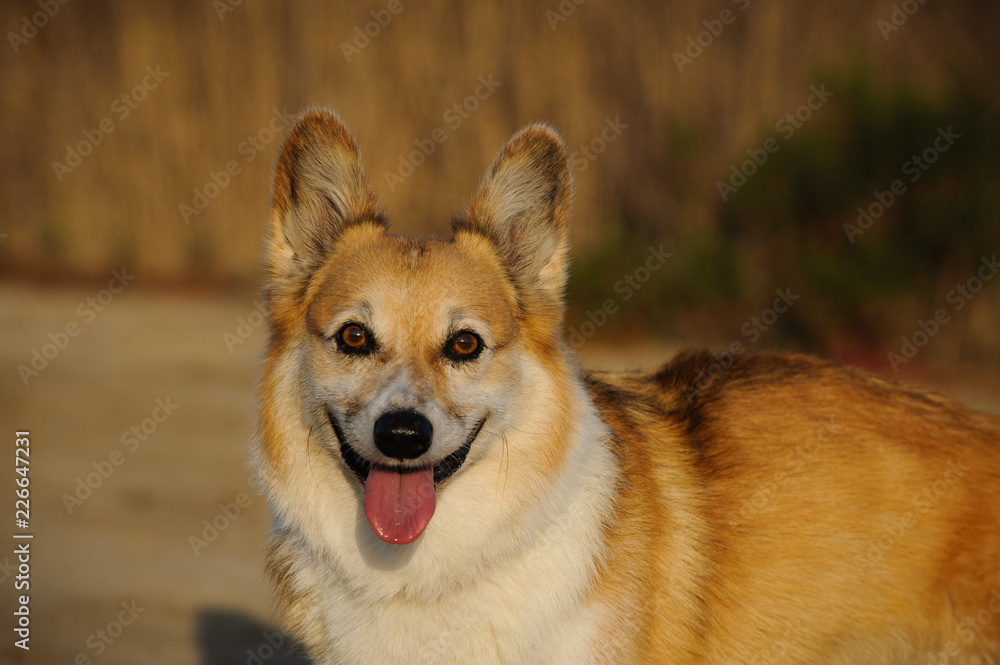 Welsh Pembroke Cogi dog outdoor portrait in nature Welsh Pembroke Cogi dog outdoor portrait in nature