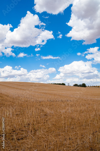 Rural landscape of dry field. Nature background