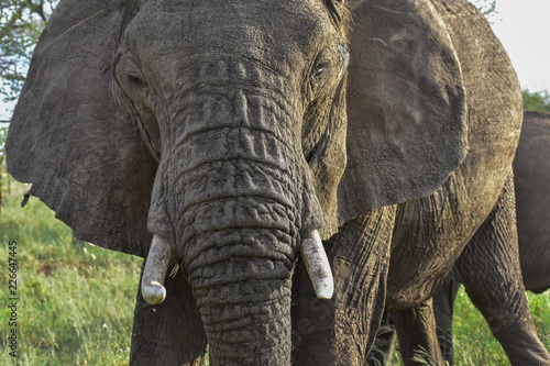 Inquisitive elephant in the Serengeti National Park  Tanzania.