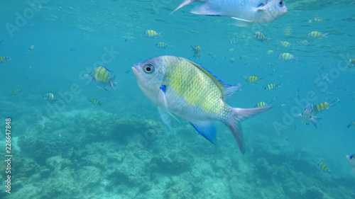 Underwater Colorful Fish © muratutku