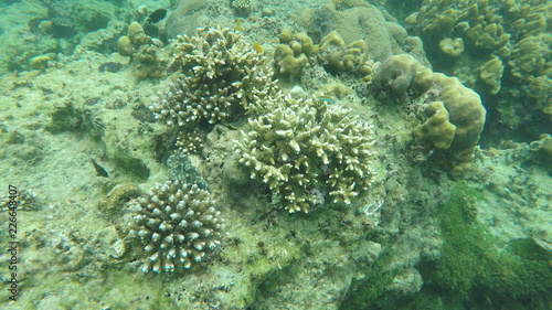 coral reef in the sea © muratutku