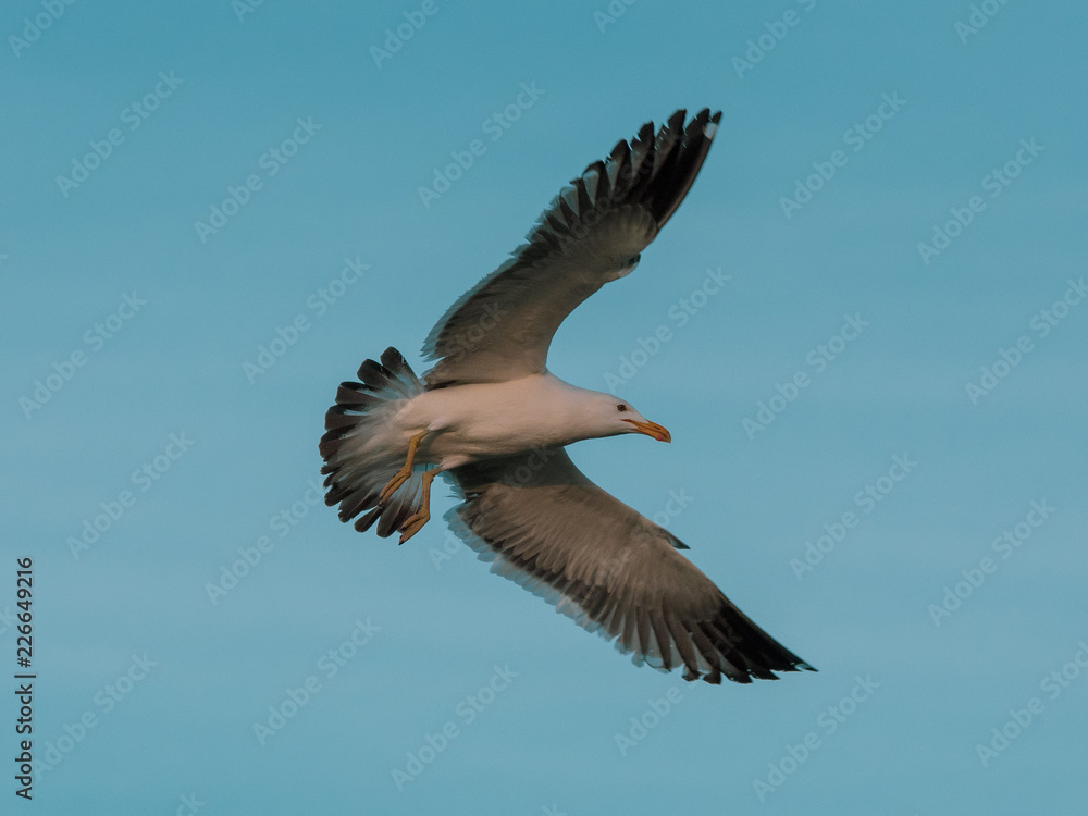 Obraz premium seagull in flight